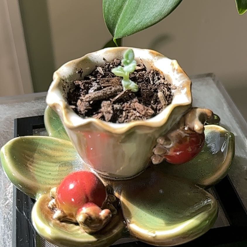 Photo of the plant species Succulent by @jordynlex named Prince on Greg, the plant care app