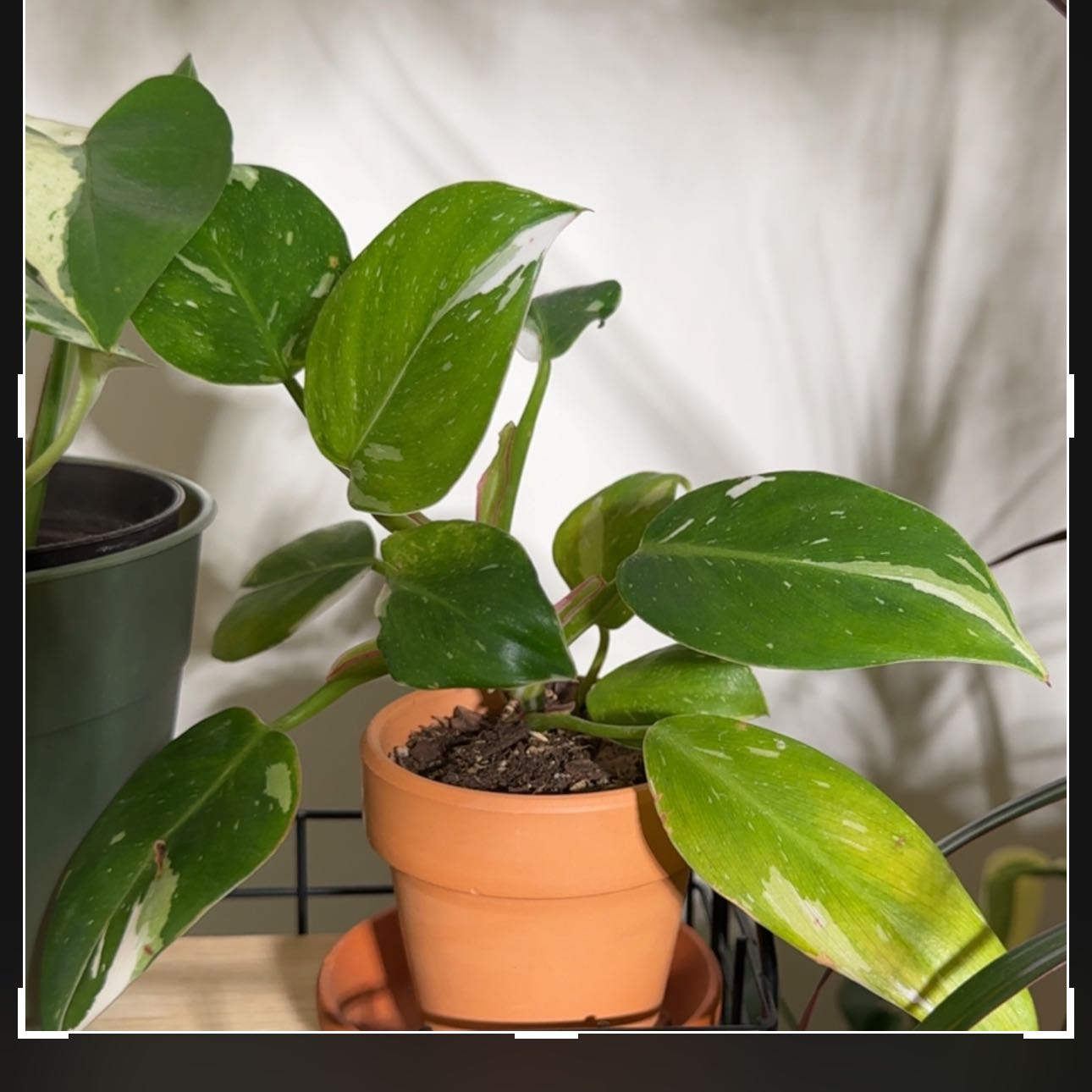 Photo of the plant species Tri colored philodendron by @jordynlex named Khaleesi on Greg, the plant care app