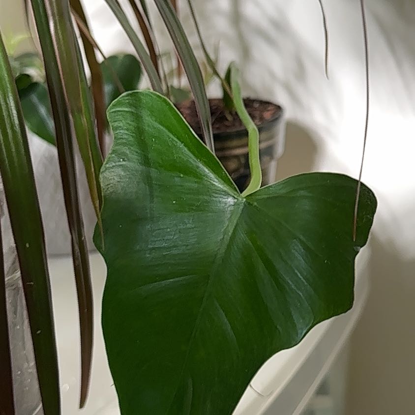 Photo of the plant species Horsehead Philodendron by @jordynlex named Sherlock on Greg, the plant care app