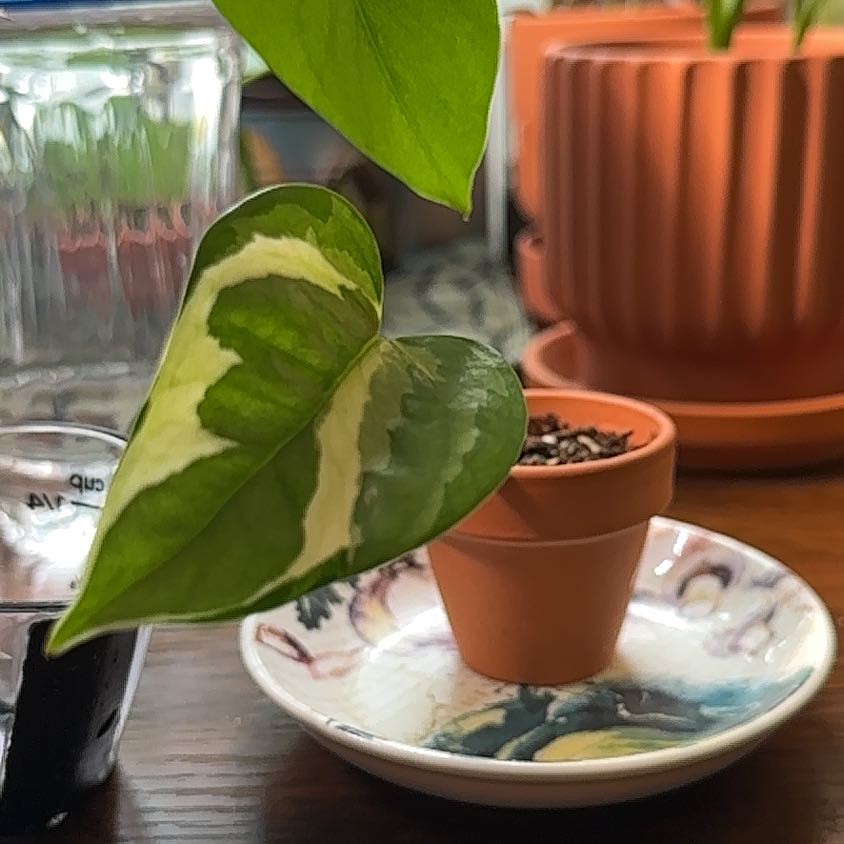 Photo of the plant species Lizard Queen Pothos by @jordynlex named Coco on Greg, the plant care app