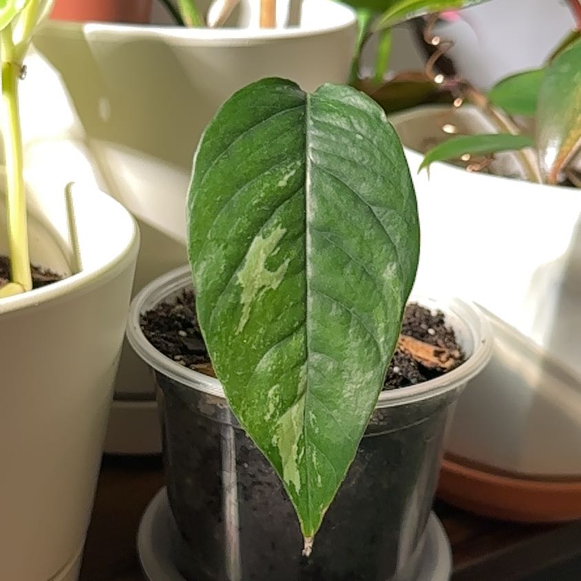 Photo of the plant species Albo Epipremnum Pinnatum by @jordynlex named Luna on Greg, the plant care app