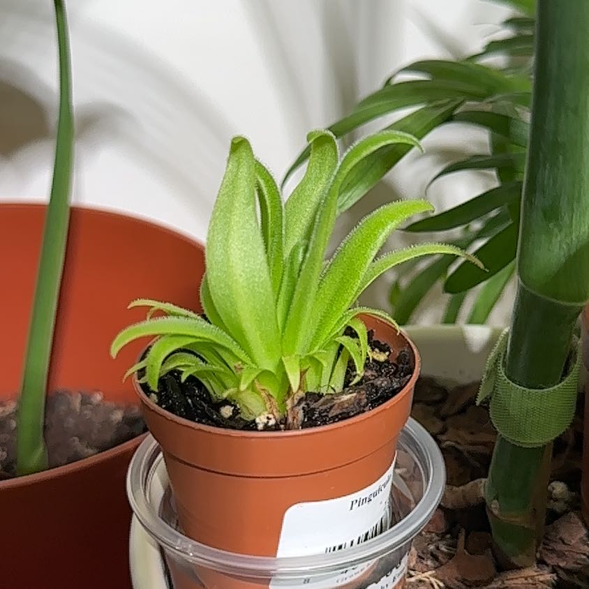 Photo of the plant species Butterwort, Mexican Cultivars by @jordynlex named Aphrodite on Greg, the plant care app
