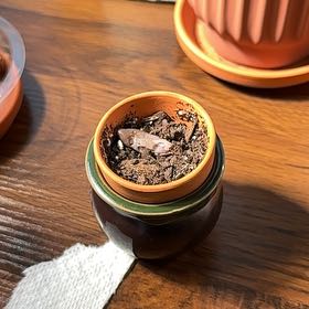Photo of the plant species Pink Moonstones by @jordynlex named Darwin on Greg, the plant care app