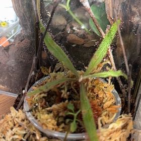 Photo of the plant species Lance-leaved Sundew by @jordynlex named Sonora on Greg, the plant care app