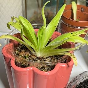 Photo of the plant species Aphrodite Butterwort by @jordynlex named Venus on Greg, the plant care app