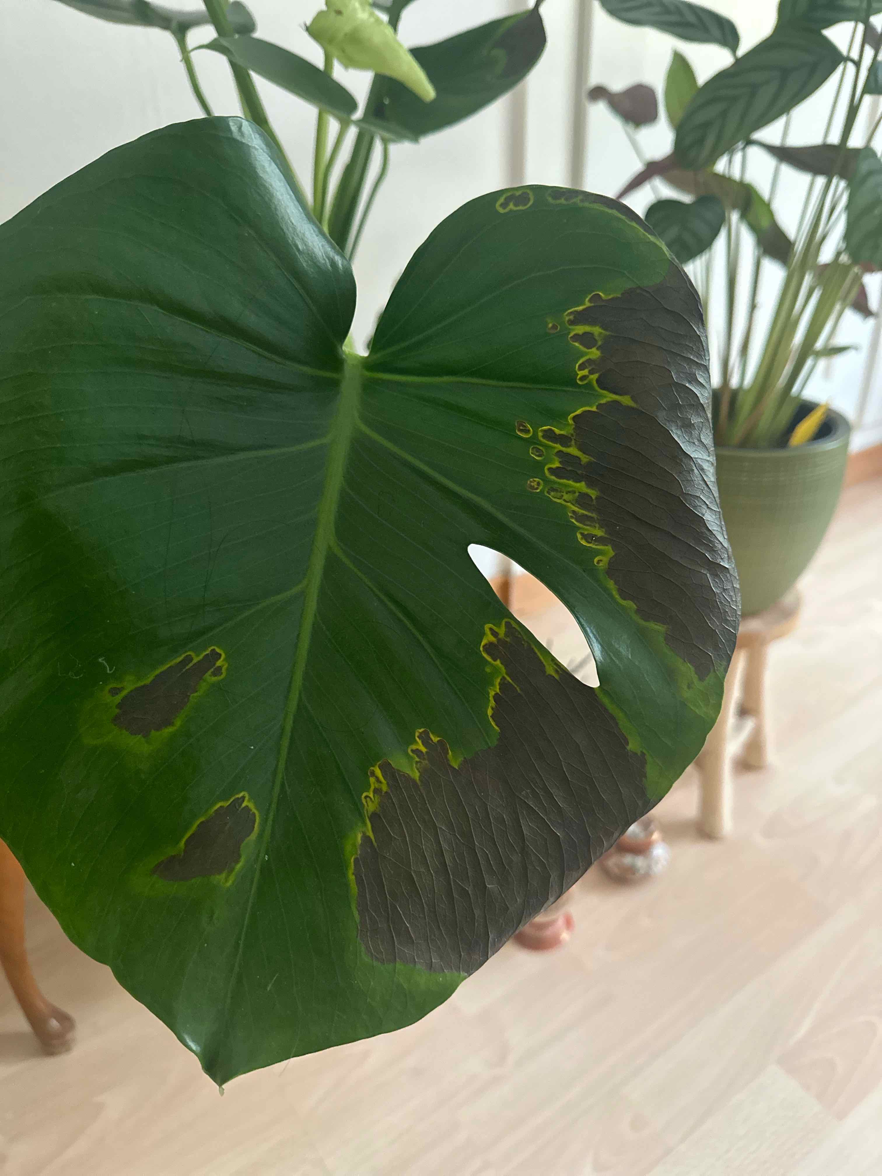 How To Fix Brown Spots On Monstera Leaves 🍃