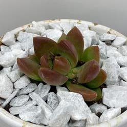 Graptosedum 'Copper Glow' plant