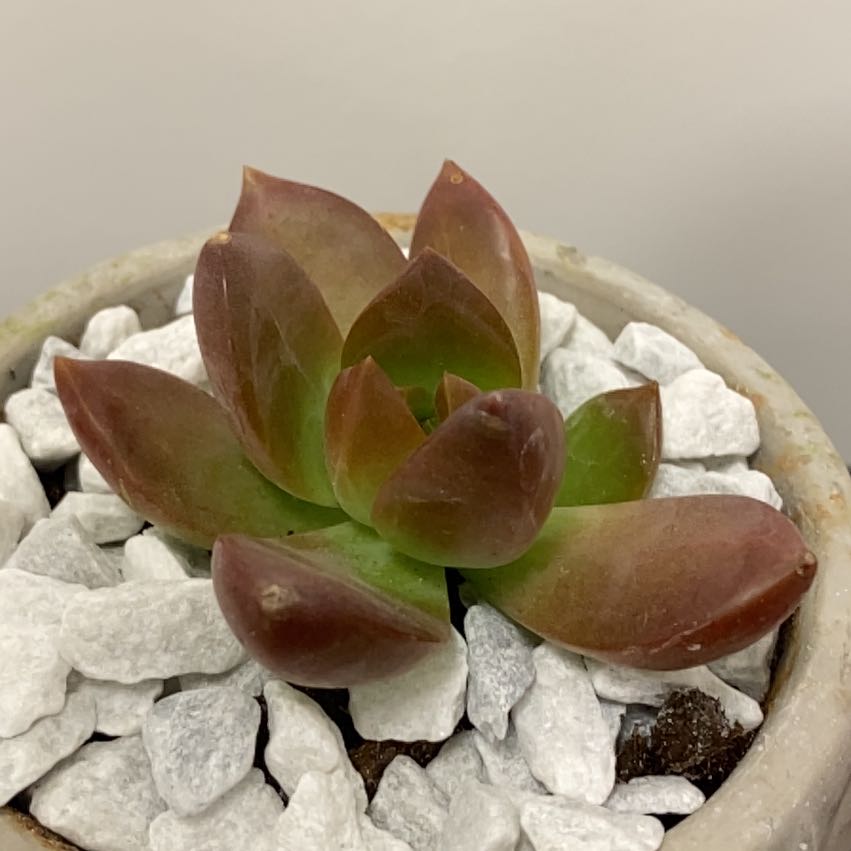 Graptosedum 'Copper Glow' succulent in a pot with white stones, healthy appearance.
