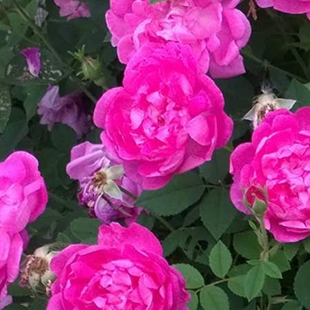 Photo of the plant species French Rose by @WillCuttings named Lola on Greg, the plant care app