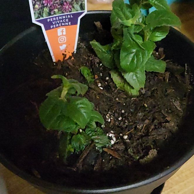 Photo of the plant species Bee Balm 'Pocahontas Deep Purple' by @WillCuttings named Fernie Mac on Greg, the plant care app
