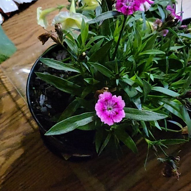 Photo of the plant species Dianthus 'Pink Kisses' by @WillCuttings named Coco on Greg, the plant care app