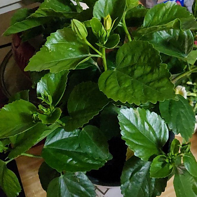 Photo of the plant species Hollywood Hibiscus 'Disco Diva' by @WillCuttings named Remington on Greg, the plant care app
