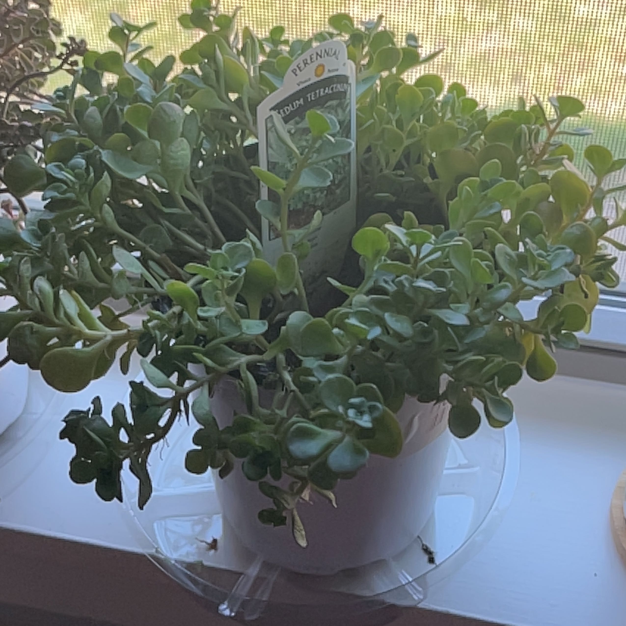 Photo of the plant species Sedum tetractinum 'Coral Reef' by @GoodAgarito named Daphne on Greg, the plant care app