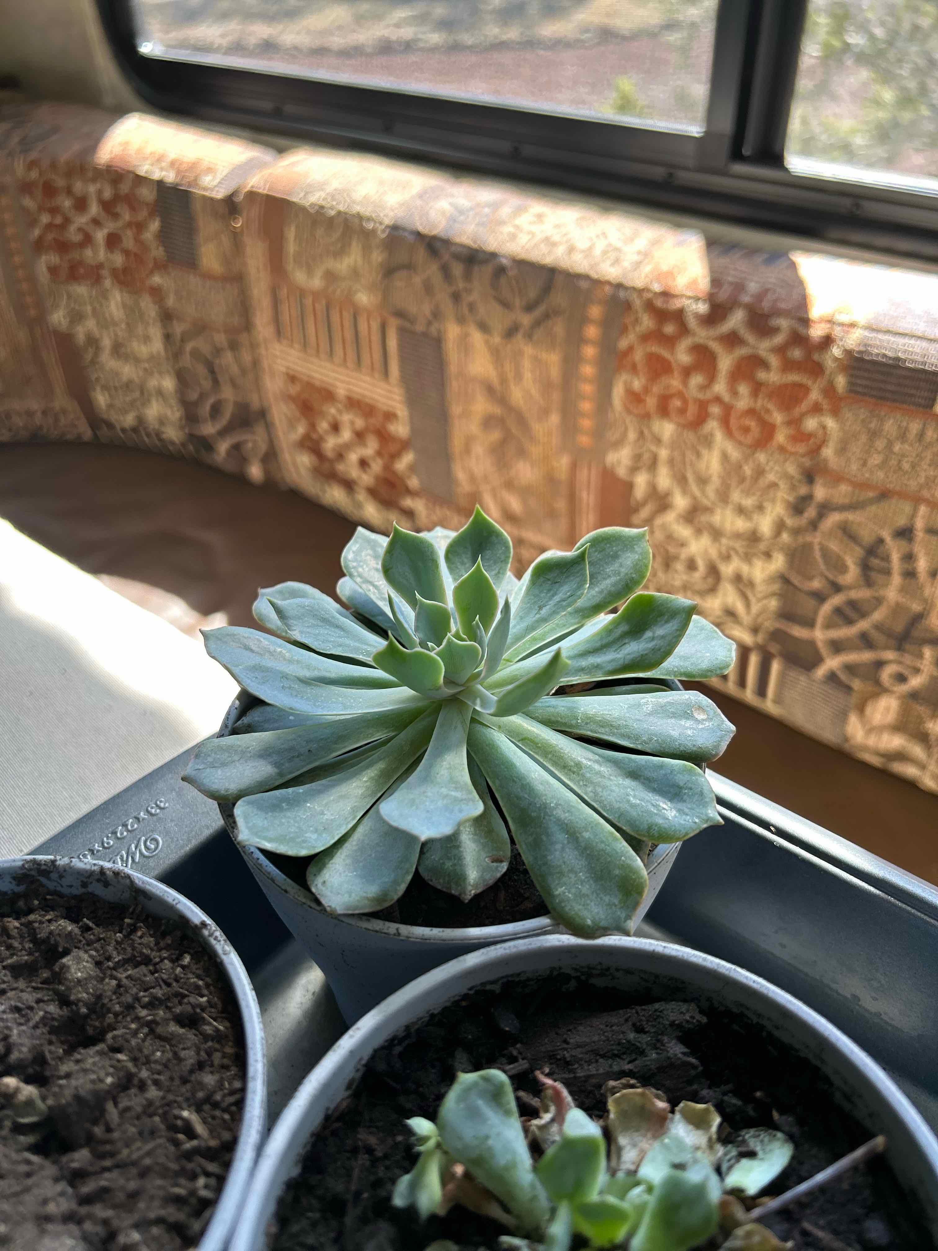 Echeveria 'Blue Heron' succulent in a small pot, healthy with plump leaves.