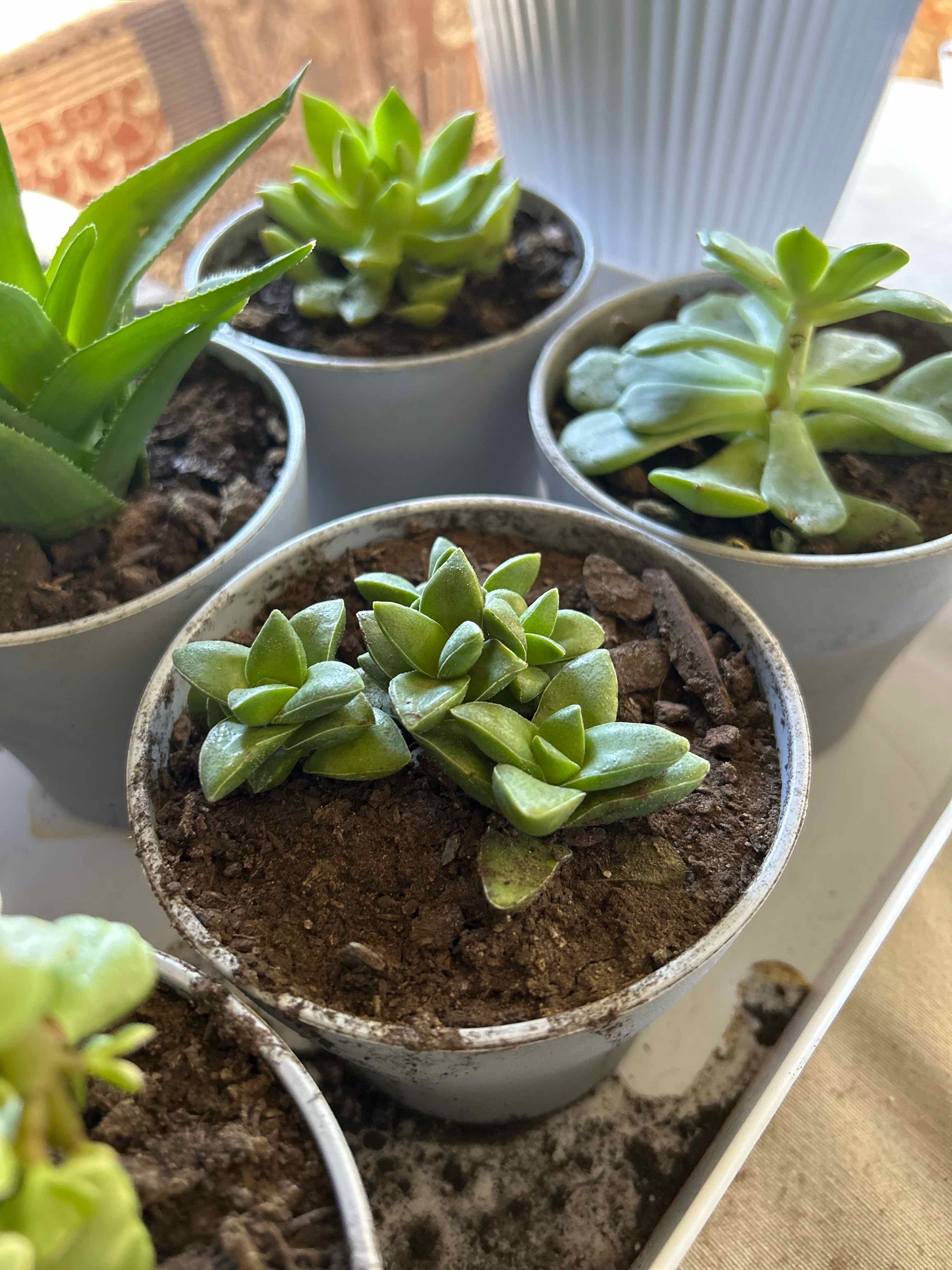 Multiple small potted succulent plants, including Crassula 'Springtime', with visible soil.