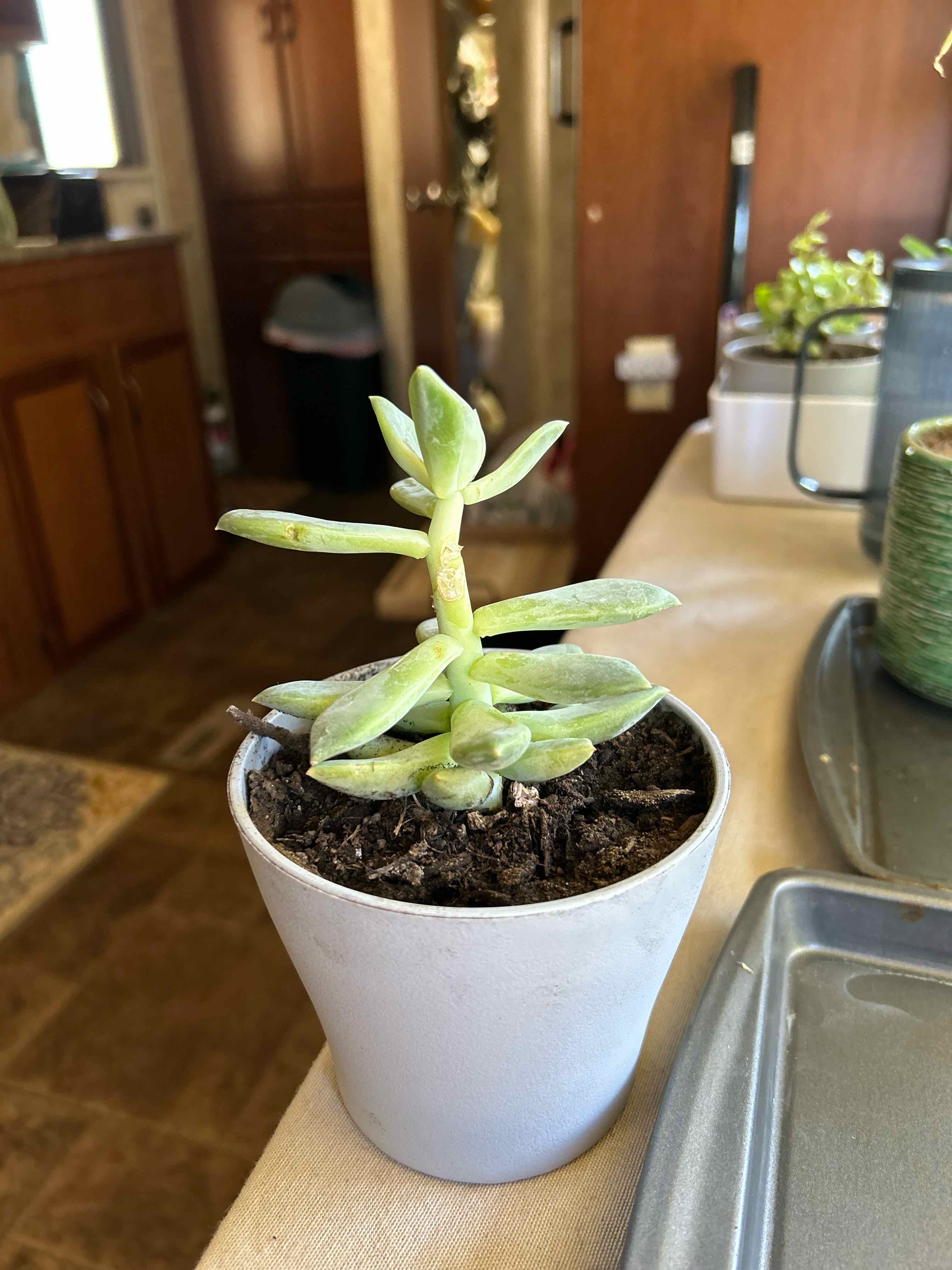 Pachyphytum 'Aquamarine' plant in a white pot, indoors, healthy appearance.