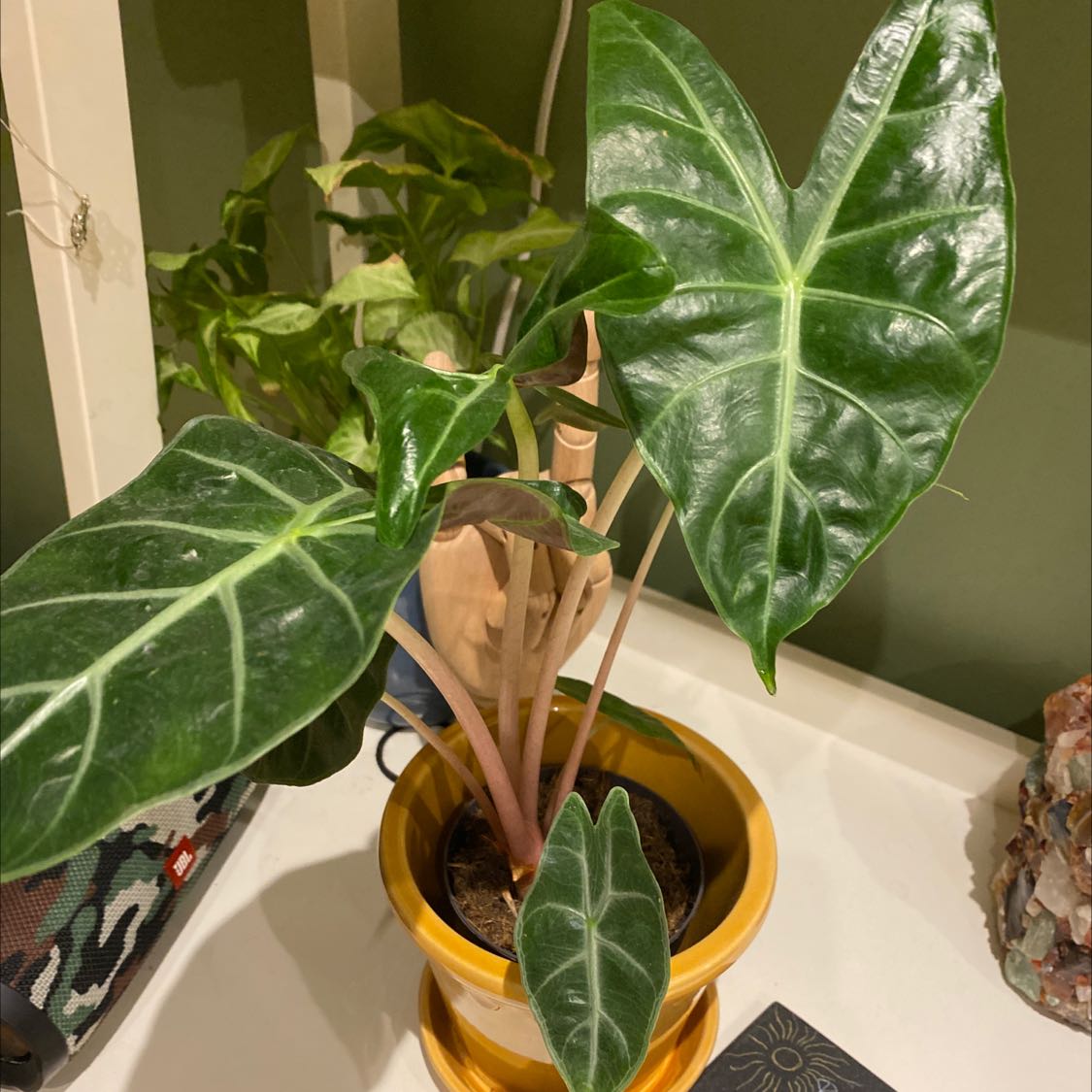 Healthy Alocasia Pink Dragon plant with glossy green leaves and pink stems in a yellow pot.