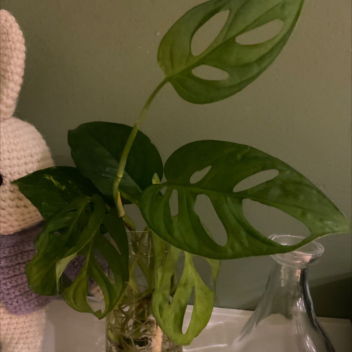 Photo of the plant species monstera monkey leag + pothos by Ella named Jon Snow on Greg, the plant care app