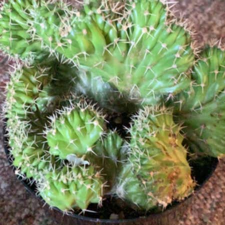 Photo of the plant species Crested Lady Finger Cactus by @ExpertDuwei named Drake on Greg, the plant care app