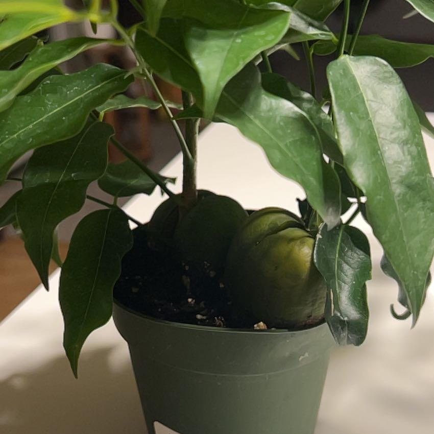 Photo of the plant species Lucky Bean Tree by @The_White_Lotus named Lucy on Greg, the plant care app