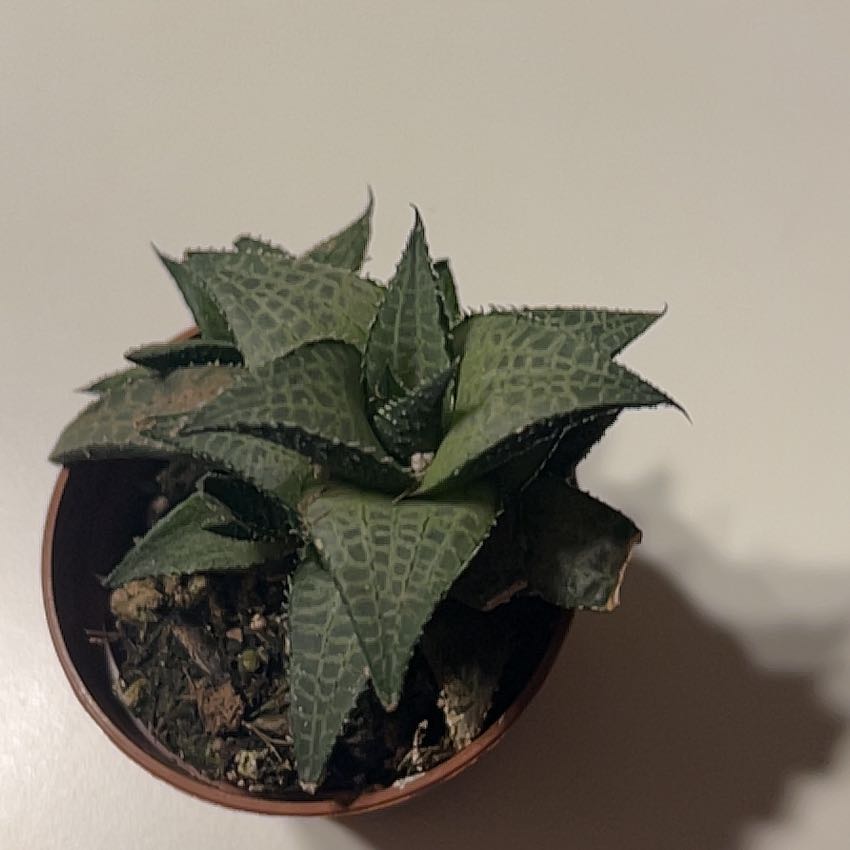 Photo of the plant species Haworthia venosa by @The_White_Lotus named Mochi on Greg, the plant care app