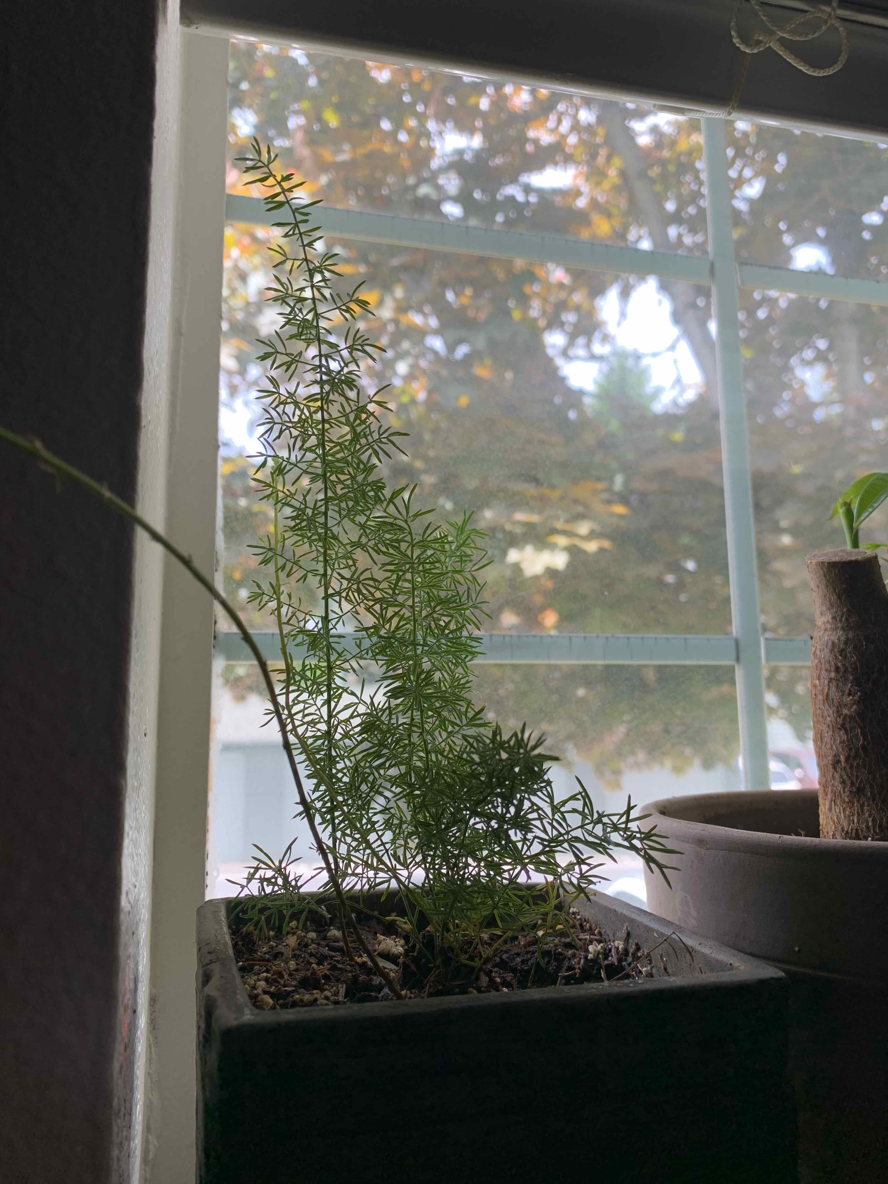 Sprenger's Asparagus plant in a pot near a window with natural light.