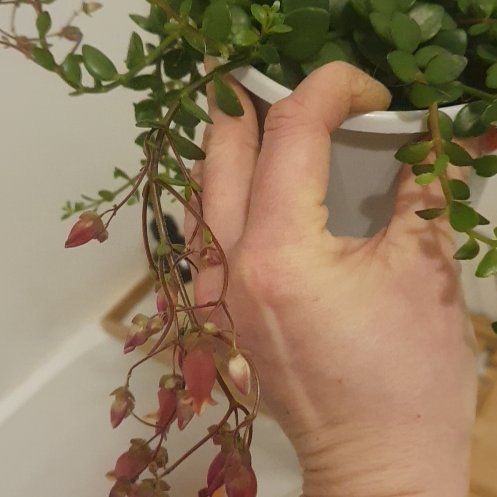 Photo of the plant species Kalanchoe uniflora by @AwakeOakmoss named Kalanchoe uniflora on Greg, the plant care app
