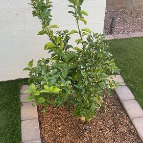 Photo of the plant species Murcott Mandarin by @EminentBookaloe named Kendall on Greg, the plant care app