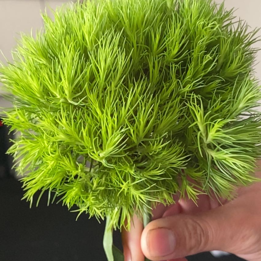 A healthy Broom Forkmoss plant with dense, needle-like foliage held by a hand.