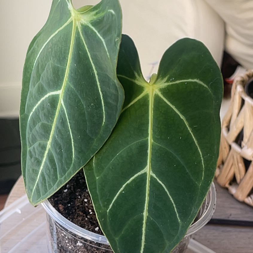 Anthurium regale plant with large, dark green leaves with white veins in a clear pot with visible soil.