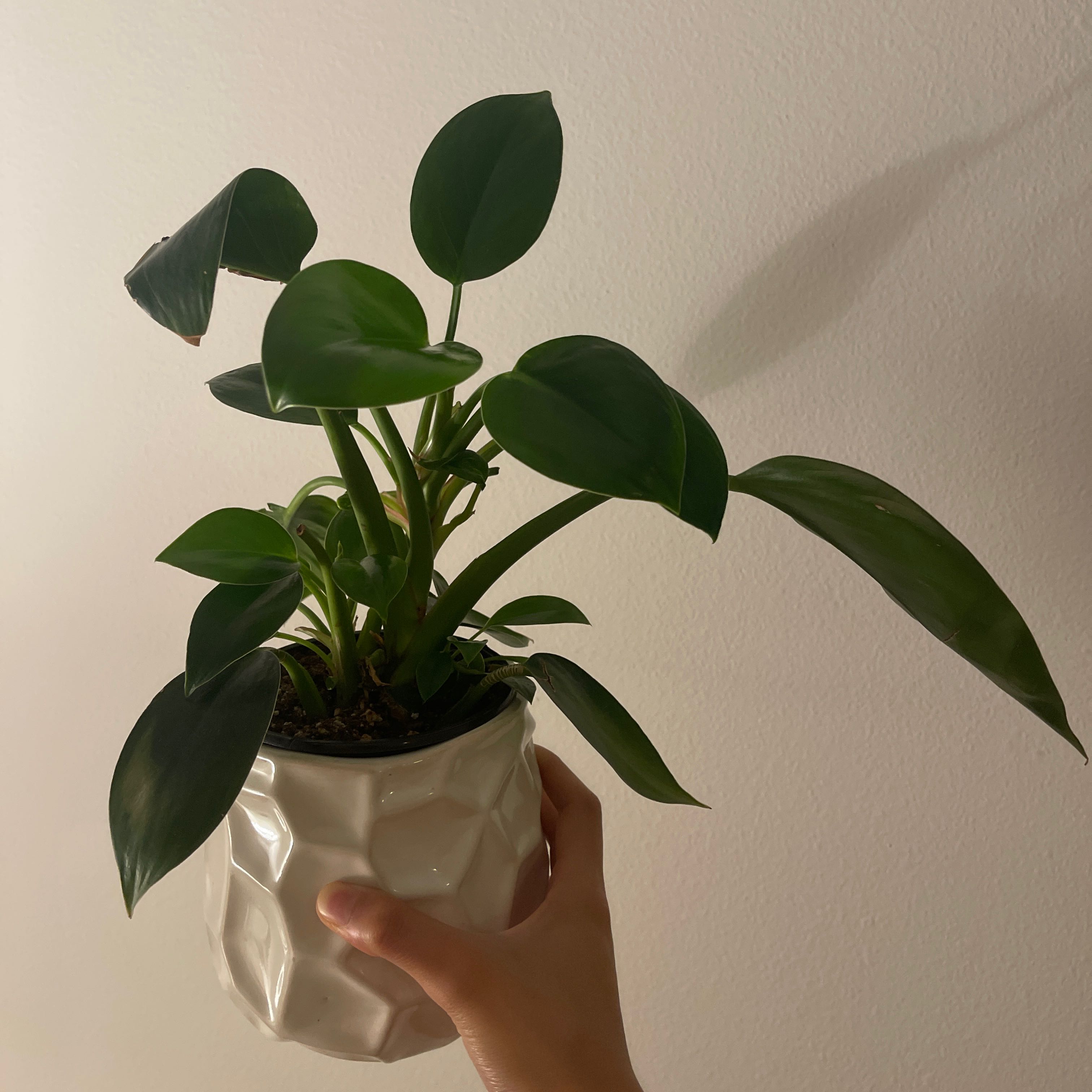Photo of the plant species Philodendron Green Apple by @HSquared named Green Goblin on Greg, the plant care app