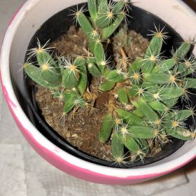 Photo of the plant species African Bonsai by @DarlingRedvein named Duke on Greg, the plant care app