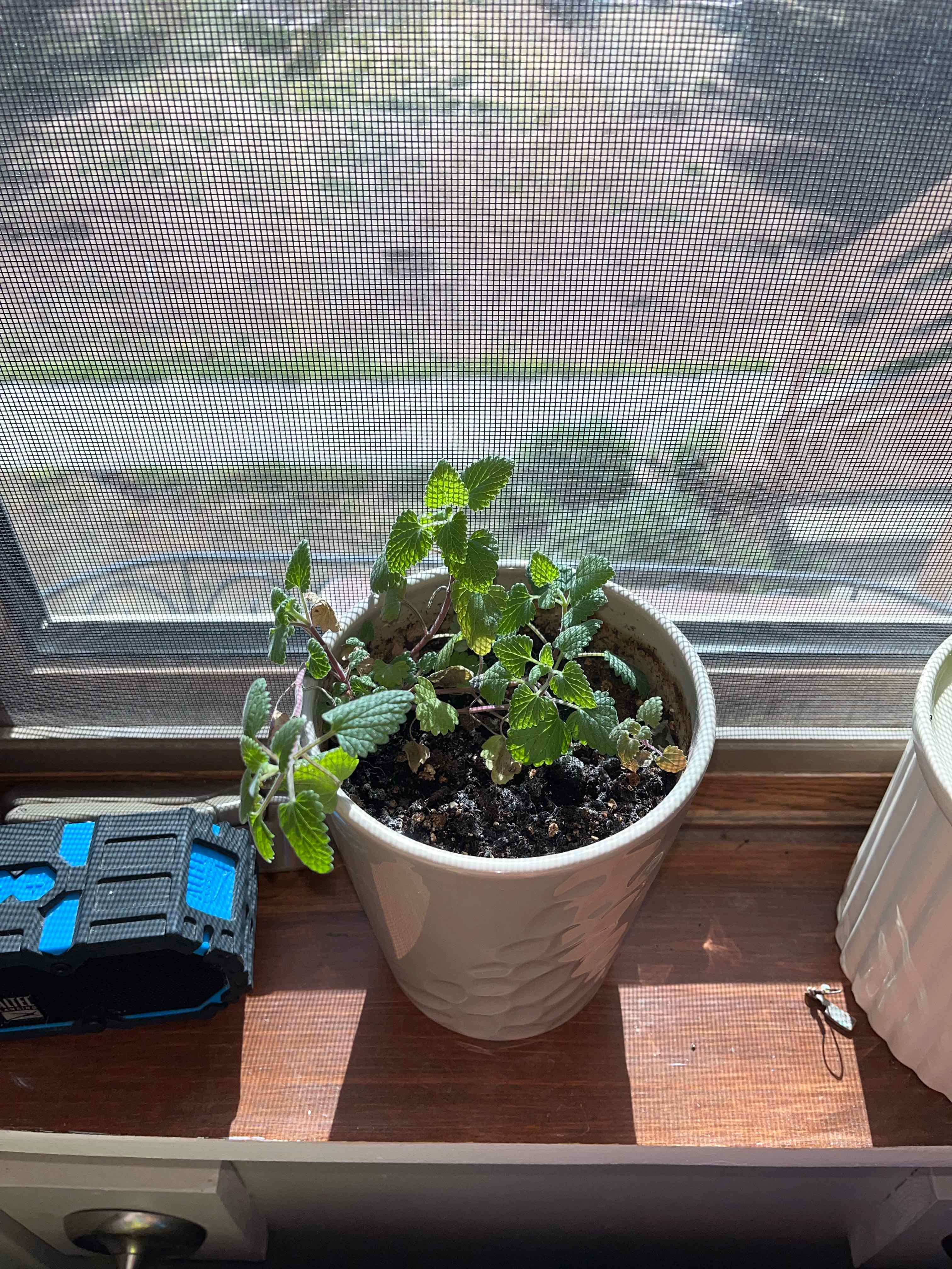 Potted Catnip plant on a windowsill with visible soil and green leaves.