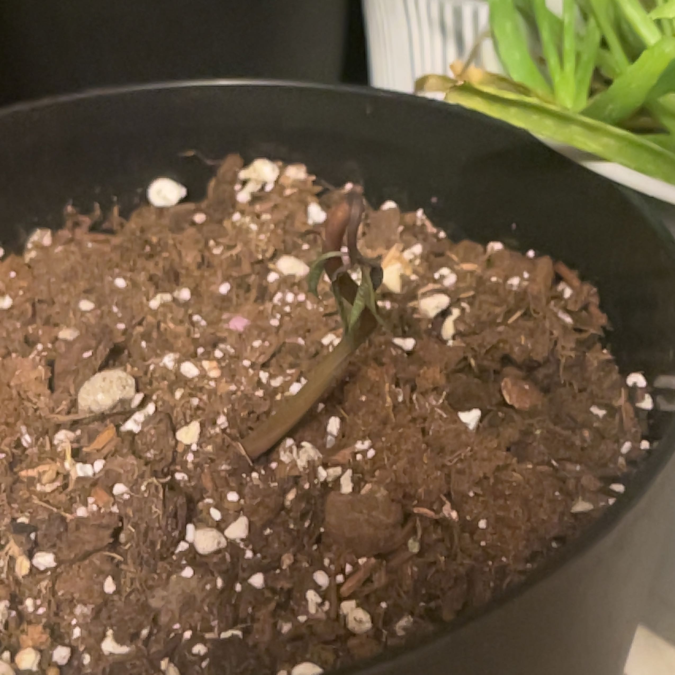 Close-up of a healthy young mango seedling growing in a pot with visible soil mix.