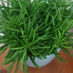 Senecio Himalaya plant