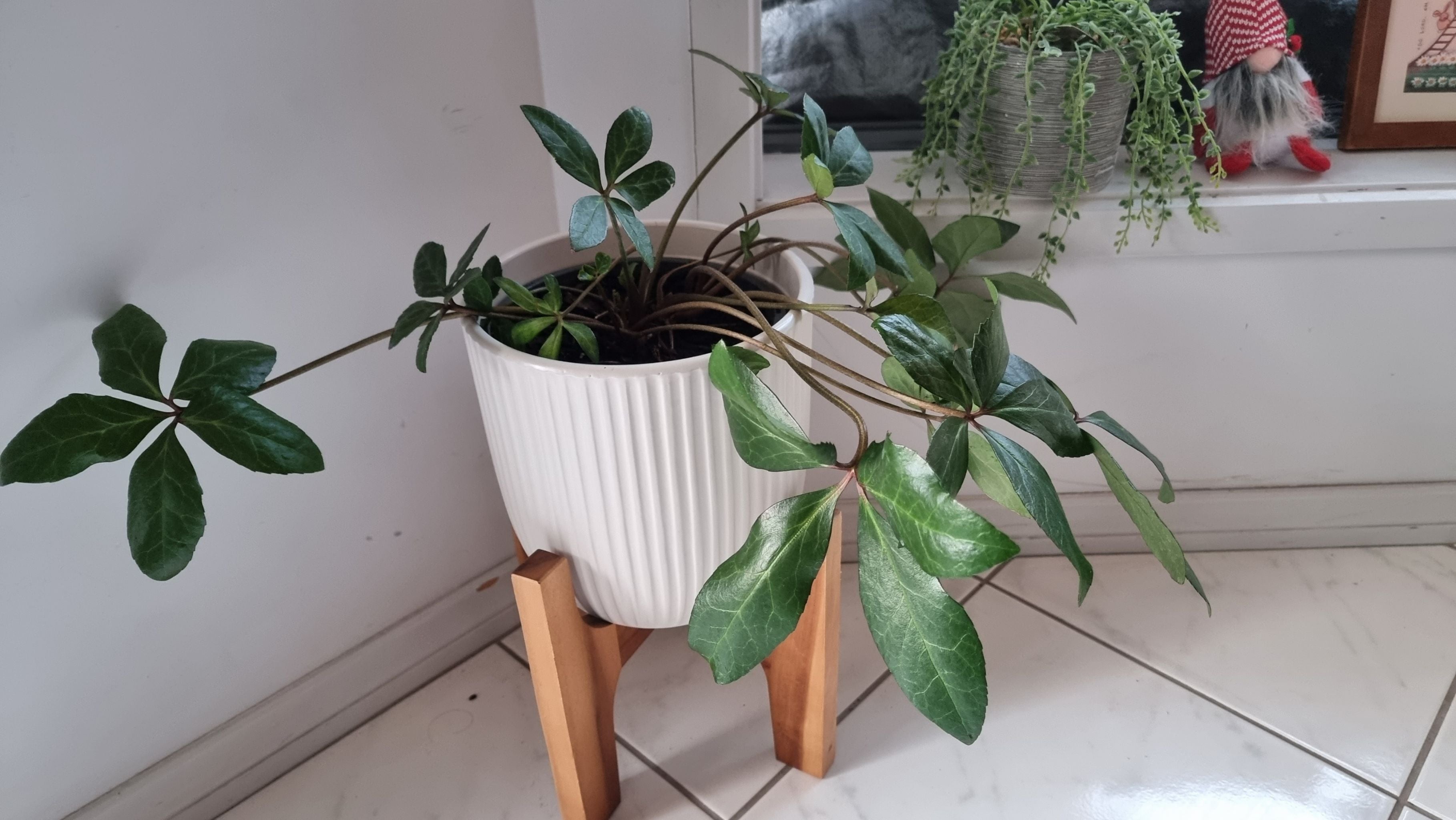 🕰 How Long a Hellebores Lives