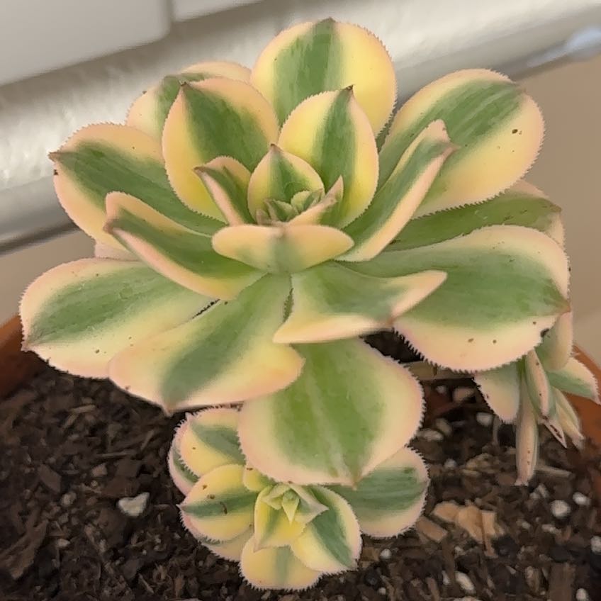 Photo of the plant species Aeonium 'Starburst' by @BossDamiana named Sahara on Greg, the plant care app