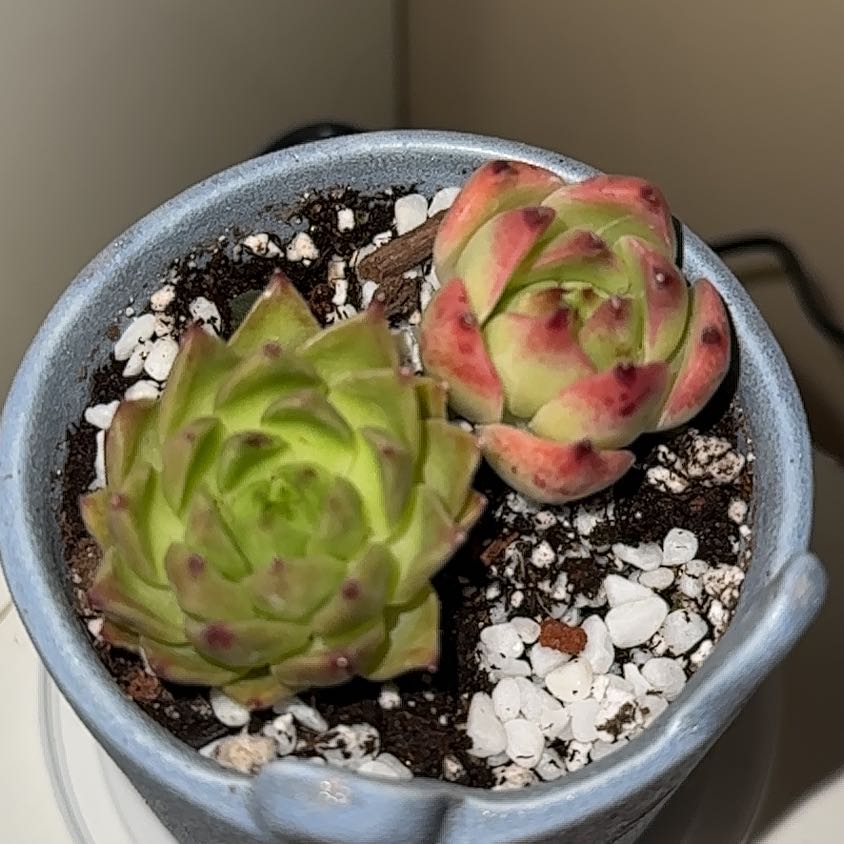 Photo of the plant species Echeveria 'Cimette' by @MightyFern named Stinky Stink and Lovey on Greg, the plant care app