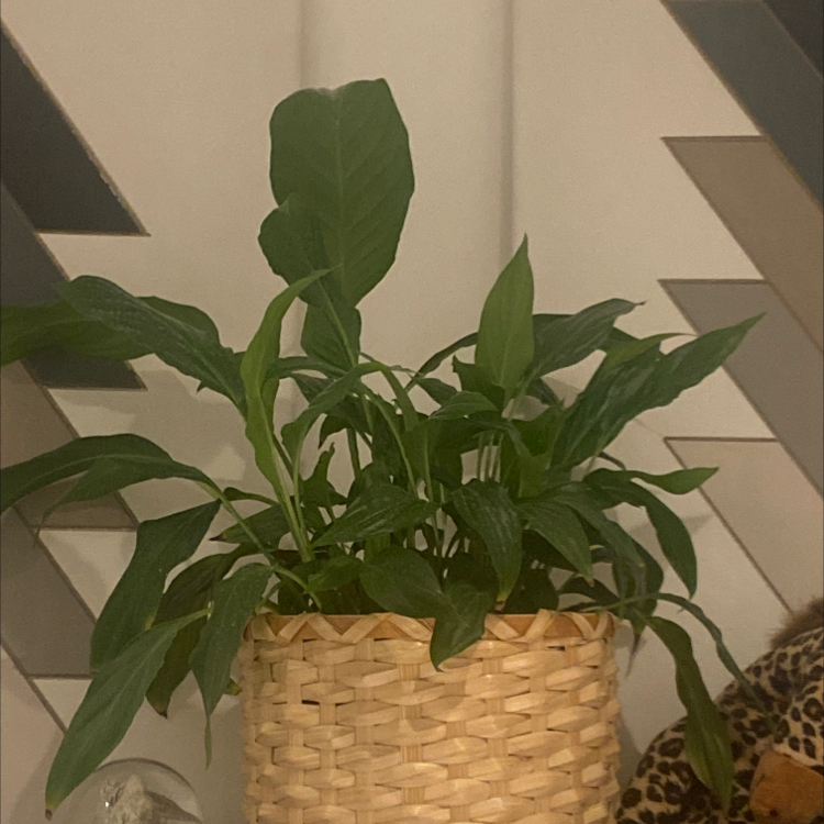 Peace Lily plant photo by Shauna named Juno on Greg, the plant care app.