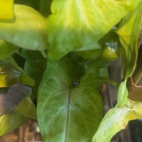 Plant care for Potatoe on Greg, the plant care app