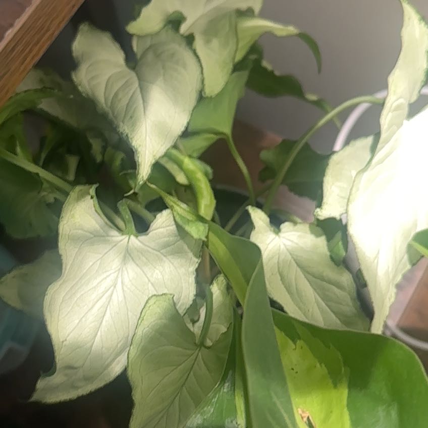 Photo of the plant species Syngonium by @SweetRevolution named Duke on Greg, the plant care app