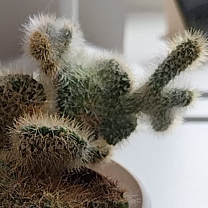 Photo of the plant species Crested Golden Rat Tail by @ZealHarebarley named Mazikeen on Greg, the plant care app