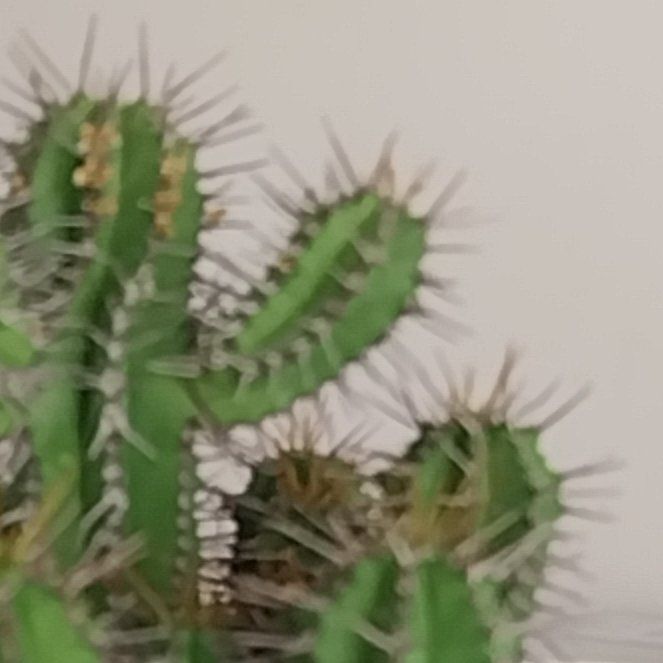 Photo of the plant species Euphorbia virosa by @ZealHarebarley named Aurora on Greg, the plant care app