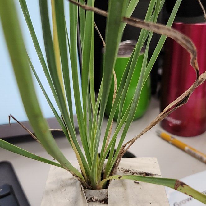 Plant care for Sapphire Cascade Blueberry on Greg, the plant care app