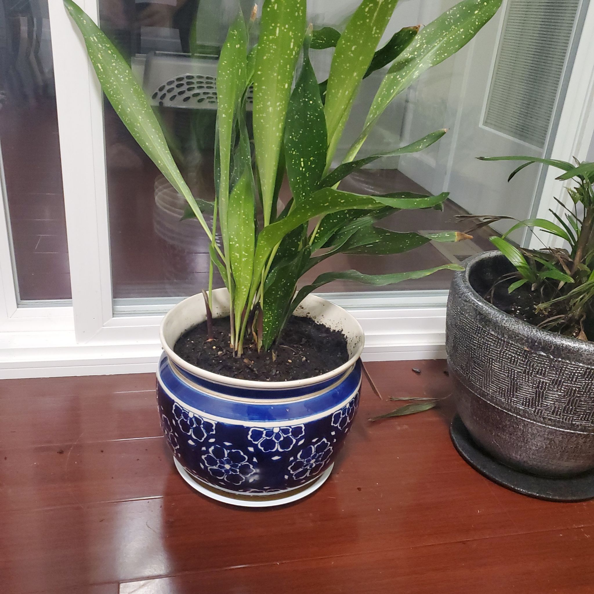 Potted Cast Iron Milky Way plant with green speckled leaves in a blue pot.