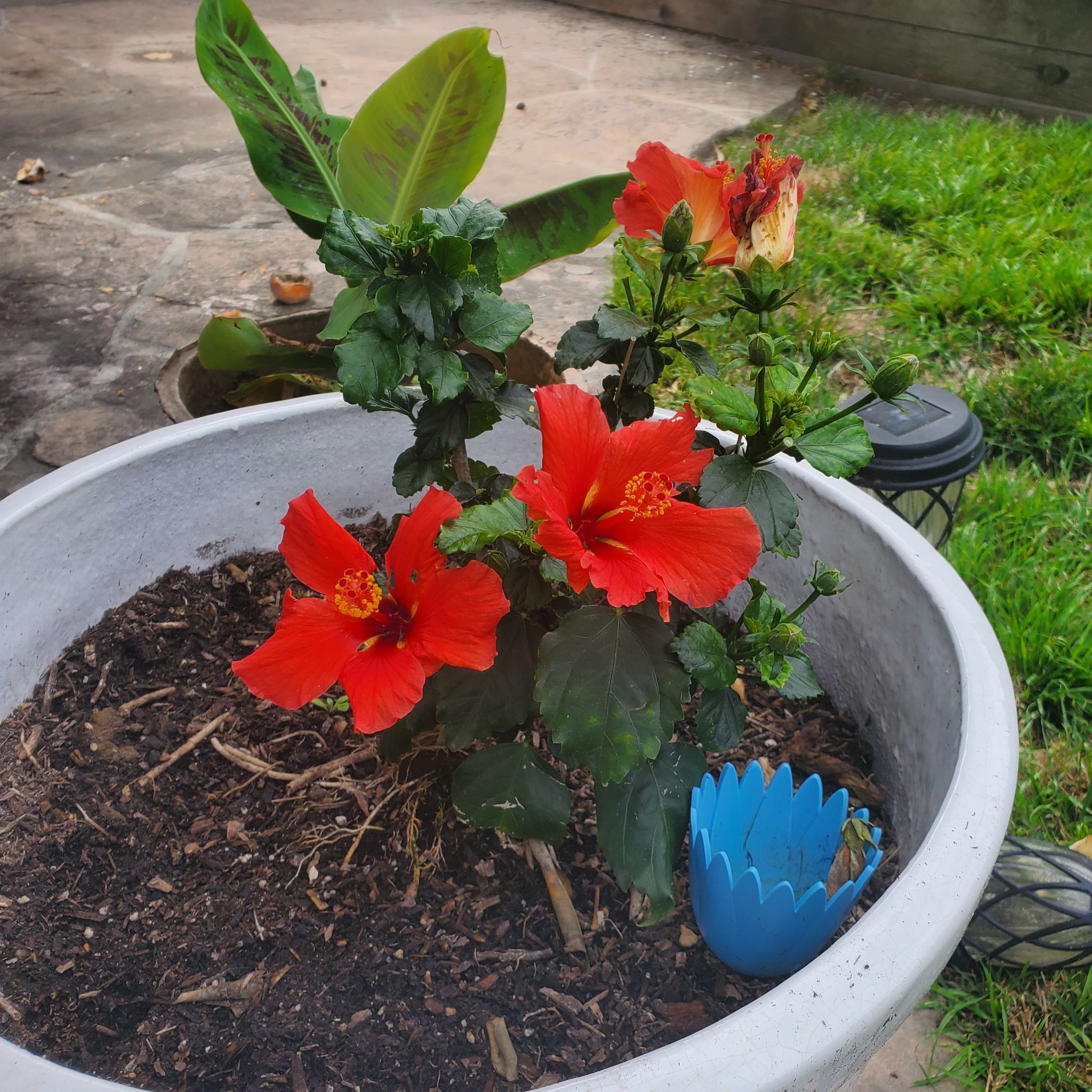 Photo of the plant species Midnight Tryst Hibiscus by @SturdyAngelmoss named Emerson on Greg, the plant care app
