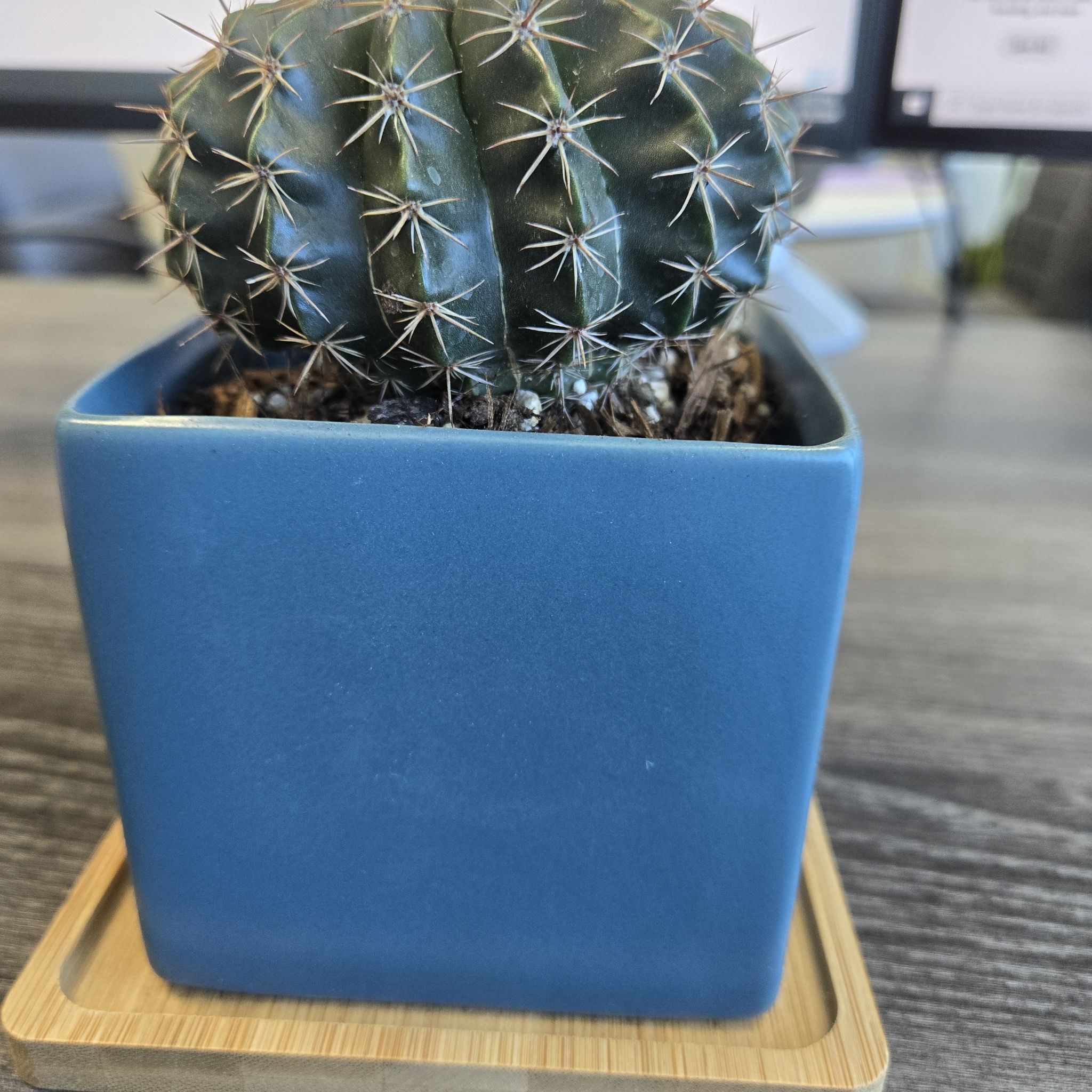 Miniature Barrel Cactus in a blue square pot on a wooden surface.