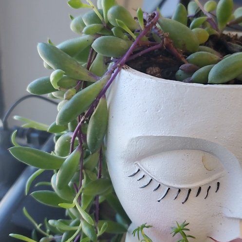 Photo of the plant species Curio herreanus 'Purple Flush' by @SturdyAngelmoss named Marley on Greg, the plant care app