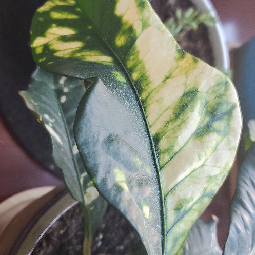 Photo of the plant species Croton 'Magnificent' by @SturdyAngelmoss named Beckham on Greg, the plant care app