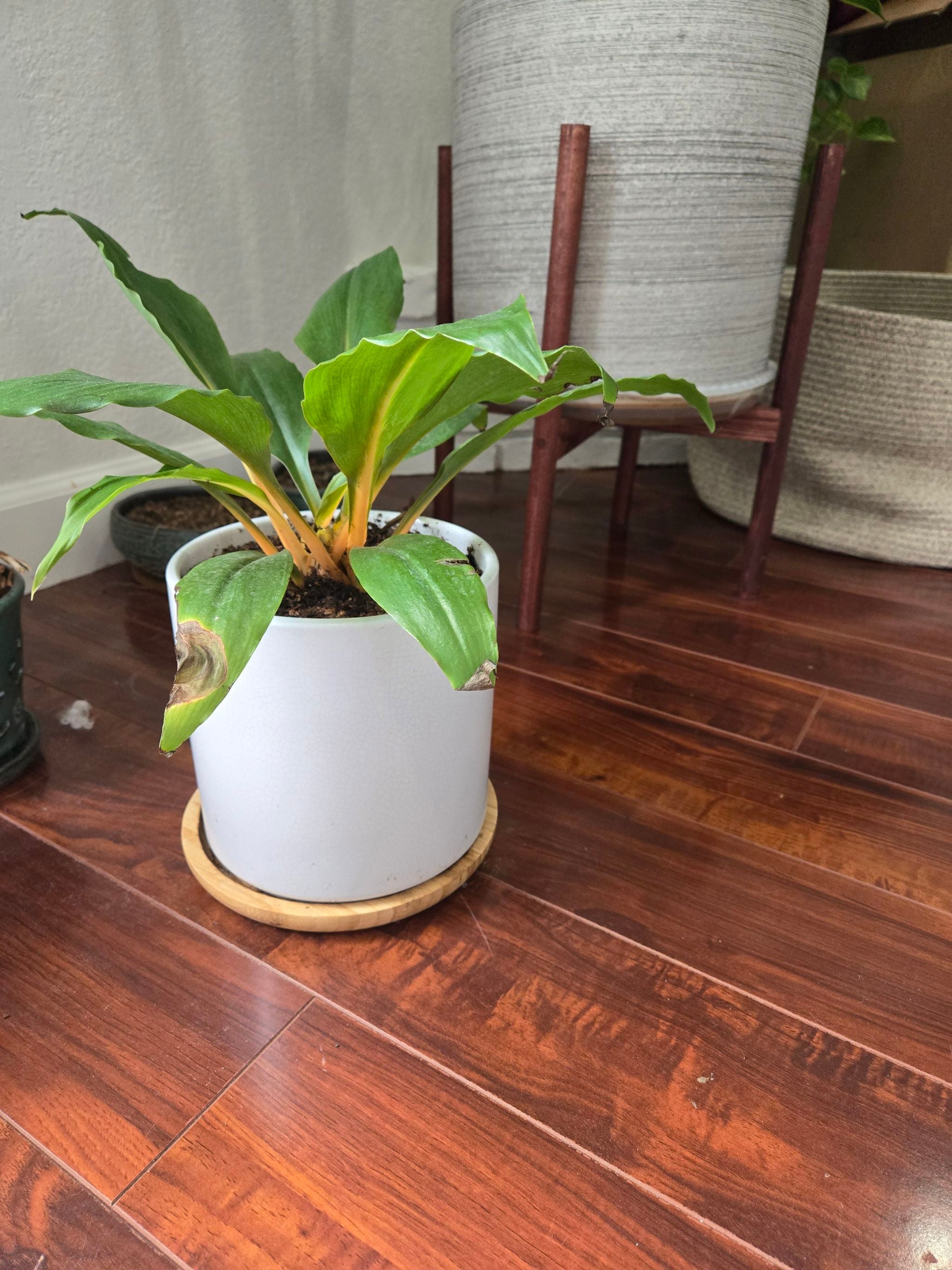 Photo of the plant species mandarin orange spider plant by @SturdyAngelmoss named Bella on Greg, the plant care app